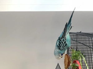 2 schöne Wellensittiche Bild 3