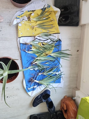 Aloe Vera Ableger Pflanzen  Bild 2