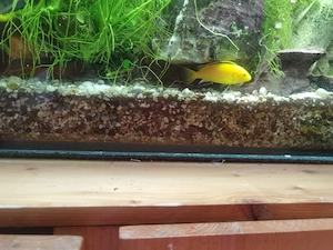 Yellows und Ancistrus abzugeben Bild 2