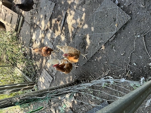 Hühner  zu verkaufen   Bild 3