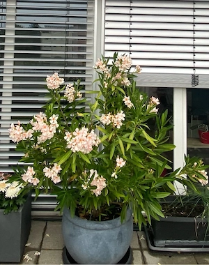 Oleander im Topf