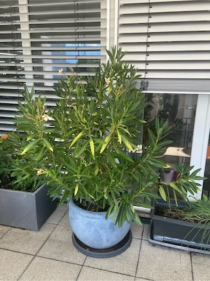 Oleander im Topf Bild 2