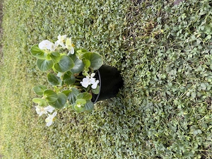 Begonia Weiß