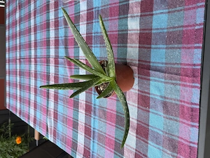 Aloe Vera Pflanze Bild 2