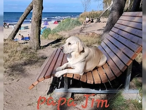 labrador welpen  Bild 3