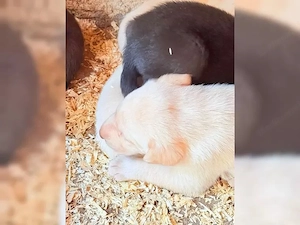 labrador welpen  Bild 4