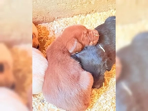 labrador welpen  Bild 2