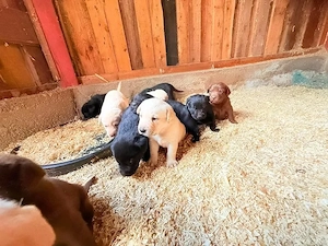 labrador welpen  Bild 5