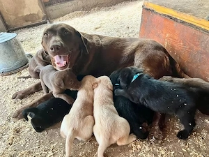 labrador welpen  Bild 7