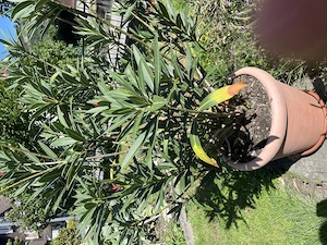 Oleander rosa