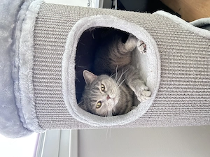BKH Katze und Kater Bild 2