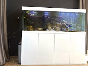 Friedeberg Aquarium 200x60x70 cm 840 l mit Unterschrank FX6 mit Besatz Bild 2