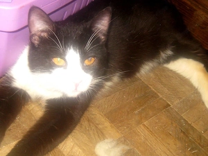 Sylvester möchte mit IHNEN kuscheln Bild 5