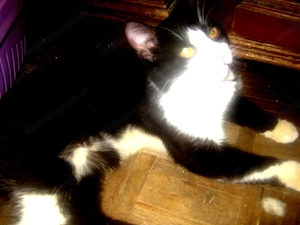 Sylvester möchte mit IHNEN kuscheln Bild 7
