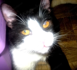 Sylvester möchte mit IHNEN kuscheln Bild 3