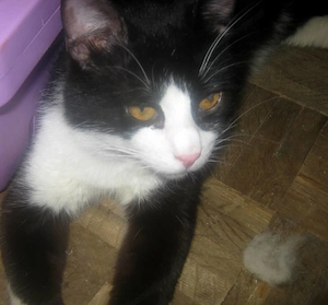 Sylvester möchte mit IHNEN kuscheln Bild 4
