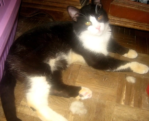 Sylvester möchte mit IHNEN kuscheln Bild 2