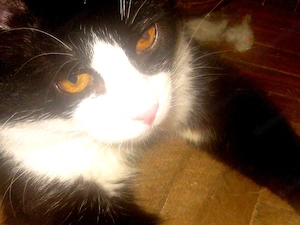 Sylvester möchte mit IHNEN kuscheln Bild 6