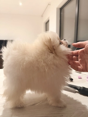 Wunderschöne Reinrassige Pomeranian Welpen  Bild 3
