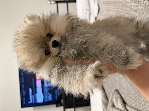 Wunderschöne Reinrassige Pomeranian Welpen  Bild 2