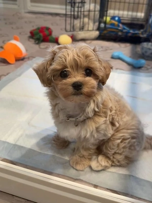 Wunderschöne Maltipoo-Welpen der F1-Generation suchen ein neues Zuhause. Bild 2