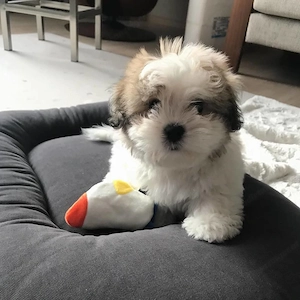Wunderschöne Maltipoo-Welpen der F1-Generation suchen ein neues Zuhause. Bild 3