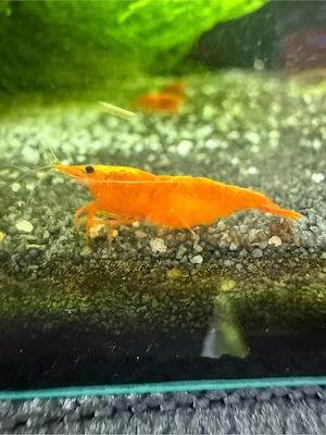 Neocaridina Orange Fire   Eigene Nachzucht, gesunde Zwerggarnelen Bild 2