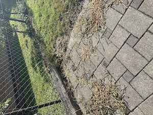 Vermietung Unkrautfuchs   FoxOne Unkrautentferner Dampfreiniger Bild 2