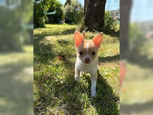 Reinrassiger Chihuahua-Welpe Jack sucht ein liebevolles Zuhause Bild 2