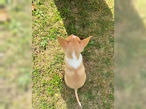 Reinrassiger Chihuahua-Welpe Jack sucht ein liebevolles Zuhause Bild 3