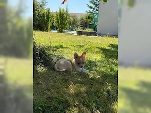 Reinrassiger Chihuahua-Welpe Jack sucht ein liebevolles Zuhause Bild 5