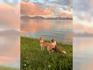 Reinrassiger Chihuahua-Welpe Jack sucht ein liebevolles Zuhause Bild 4