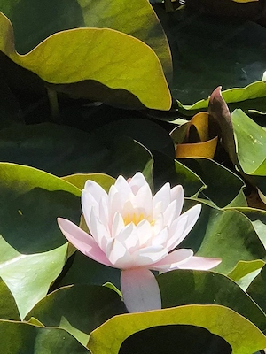 Meditative Energie Massage  Bild 4