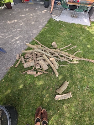 Brennholz zu verschenken  Bild 2