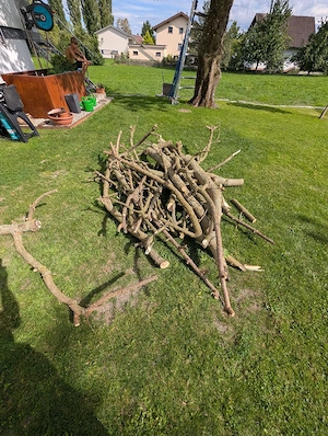 Brennholz zu verschenken  Bild 3