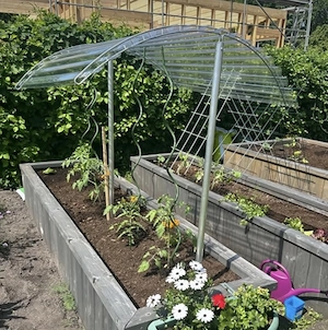 Tomatendach,  Pflanzendach Bild 3