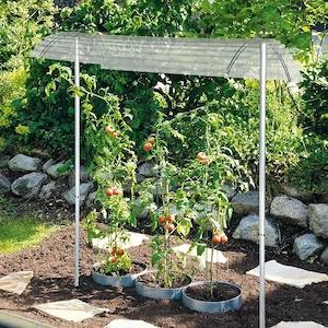 Tomatendach,  Pflanzendach