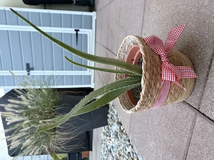 Schöne,  echte Aloe Vera  Bild 2