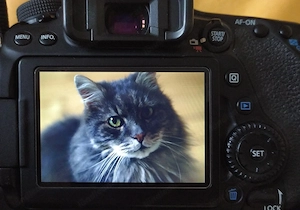 Canon EOS 80D Kamera mit EF-S 18 135 mm Objektiv und umfangreichem Zubehör Bild 7