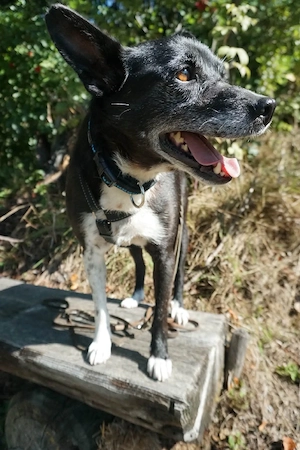 Domino - ein charmanter Sonnenschein sucht sein Für-immer-Zuhause Bild 4