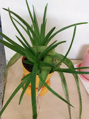 Aloe Vera mit Ablegern Bild 3