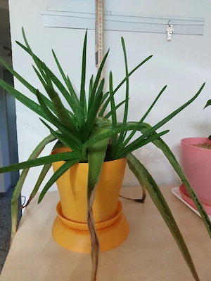 Aloe Vera mit Ablegern Bild 4