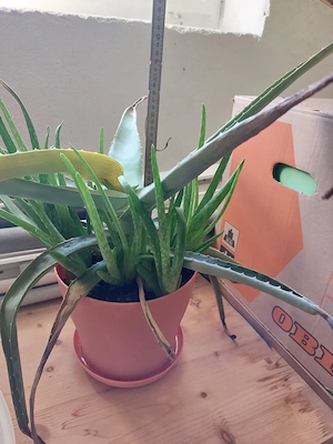 Aloe Vera mit Ablegern