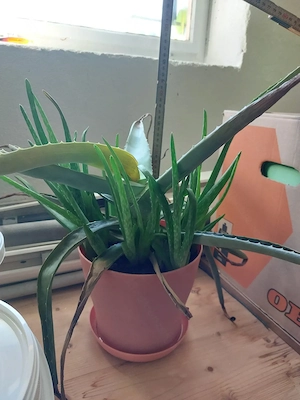 Aloe Vera mit Ablegern Bild 2
