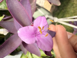 Mexikanische Dreimasterblume  Bild 2