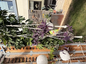 Mexikanische Dreimasterblume  Bild 3