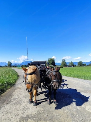 Suche Unterstellplatz für kleine Pony Kusche Bild 3