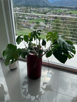 Monstera Pflanze Bild 3