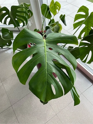 Monstera Pflanze Bild 2