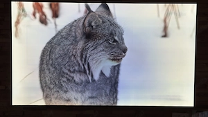 LG Oled 55C8LLA 55 Zoll Fernseher Bild 3